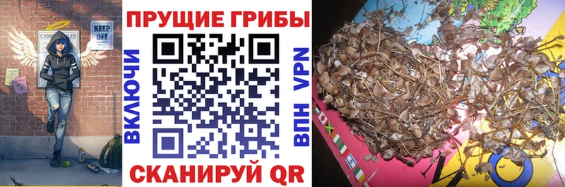 Галлюциногенные грибы Psilocybine cubensis  где купить   Ялуторовск 